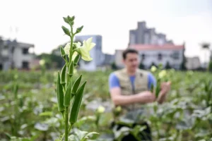 Dépollution des sols et régénération des sols agricoles dans une démarche de bioremédiation industrielle