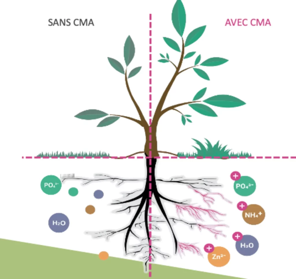 Mycorrhizal fungi enhancing soil regeneration after bioremediation