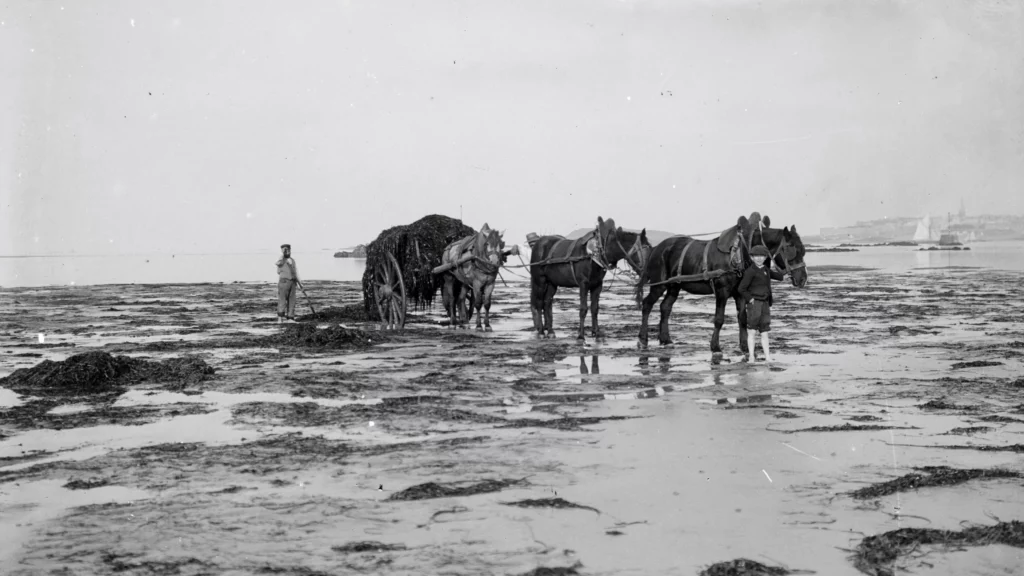 Historical seaweed harvesting in Brittany using horse drawn carts