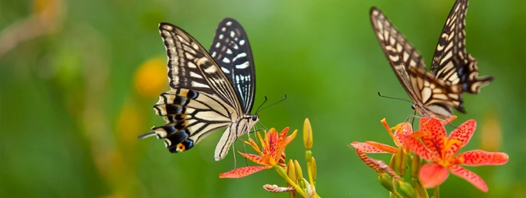 Papillons au festival de Hampyeong en Corée, célébration de la biodiversité