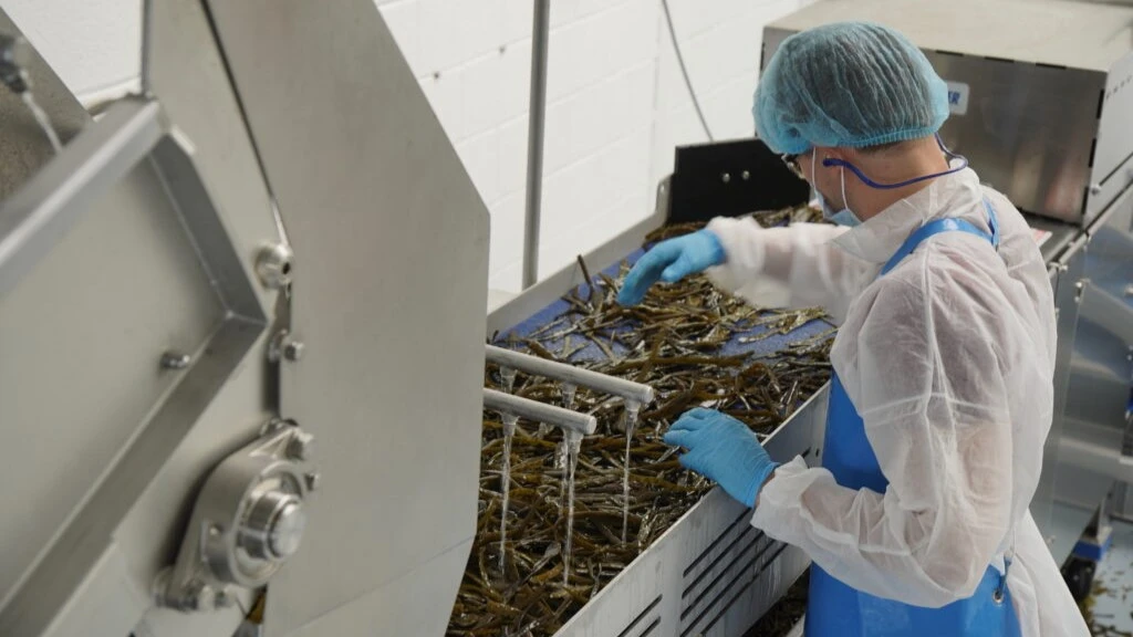Industrial processing of seaweed for biotechnology and sustainable materials