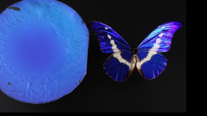 The biomimetic display and a Morpho butterfly