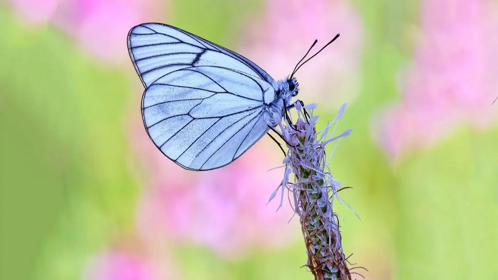 An Aporia crataegi butterfly resting on a flower, an example of biomimicry in nature