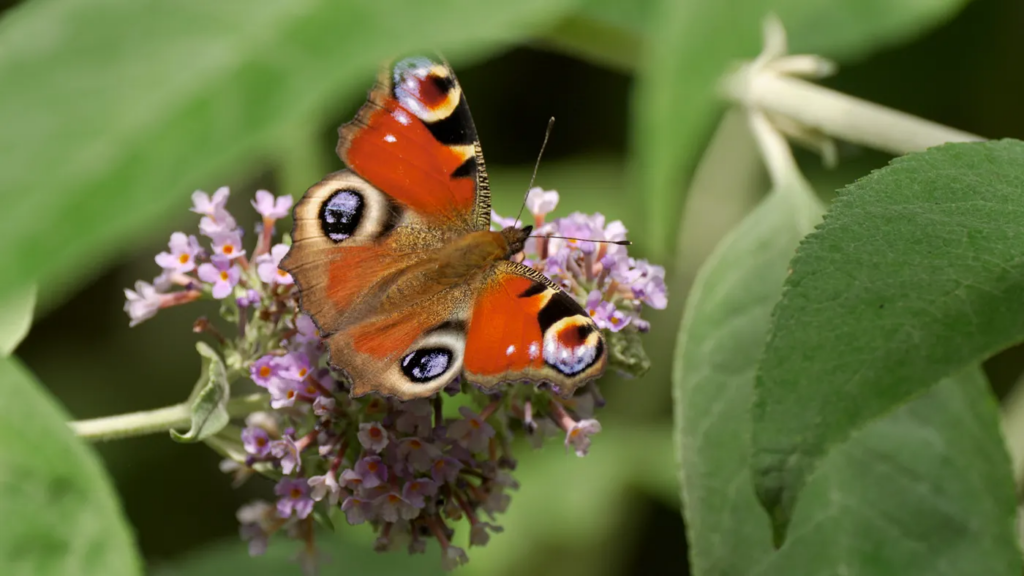 A close-up of a butterfly in an Arte documentary on biomimicry