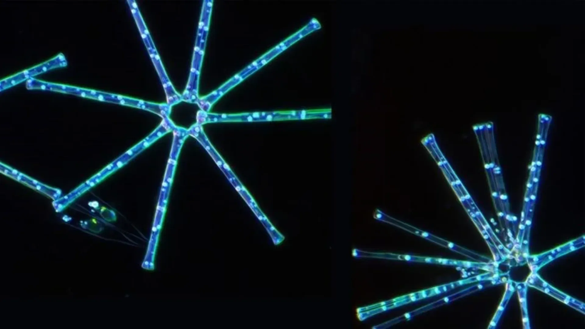 Microscopic view of Asterionella microalgae used in marine biotechnology and research