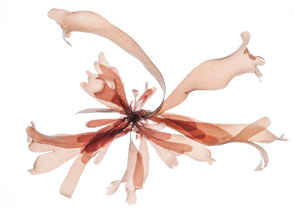 Red seaweed used as raw material for sustainable biomaterials and marine innovation