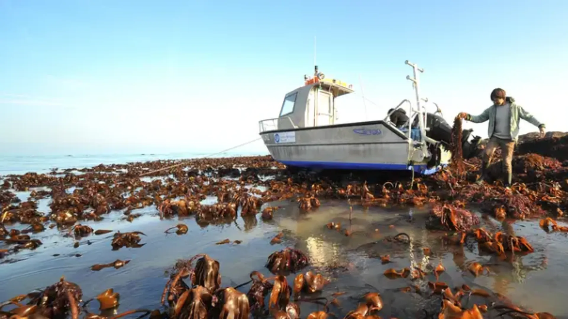 Seaweed harvesting by boat in Brittany supporting marine industry and blue economy