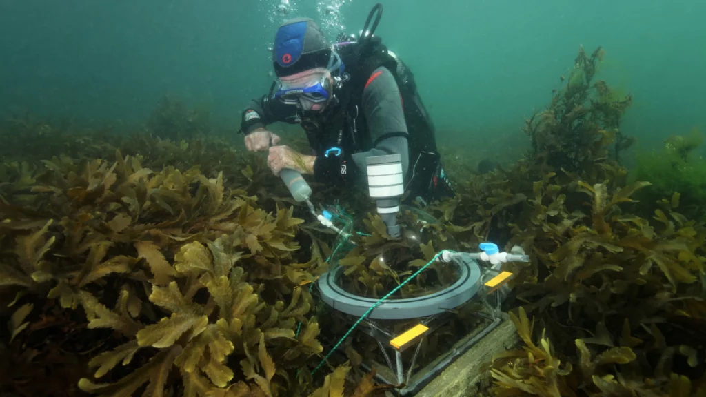 Diver conducting seaweed research in marine biotechnology environment