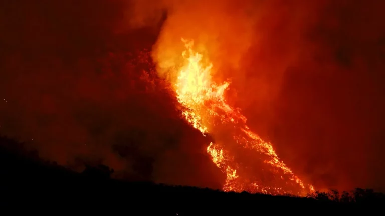 Wildfires after the flames have passed through a forest affected by a vegetation fire.