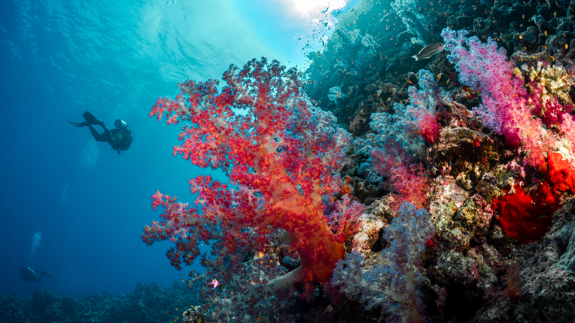 Underwater diving in the heart of the coral reefs of the Red Sea, image from the “Beneath the Surface” series produced by Red Sea Global.