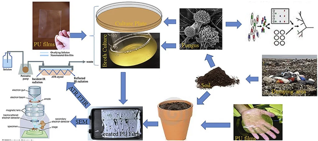 Schéma scientifique illustrant la biodégradation fongique des polymères plastiques et les processus de recyclage biologique.