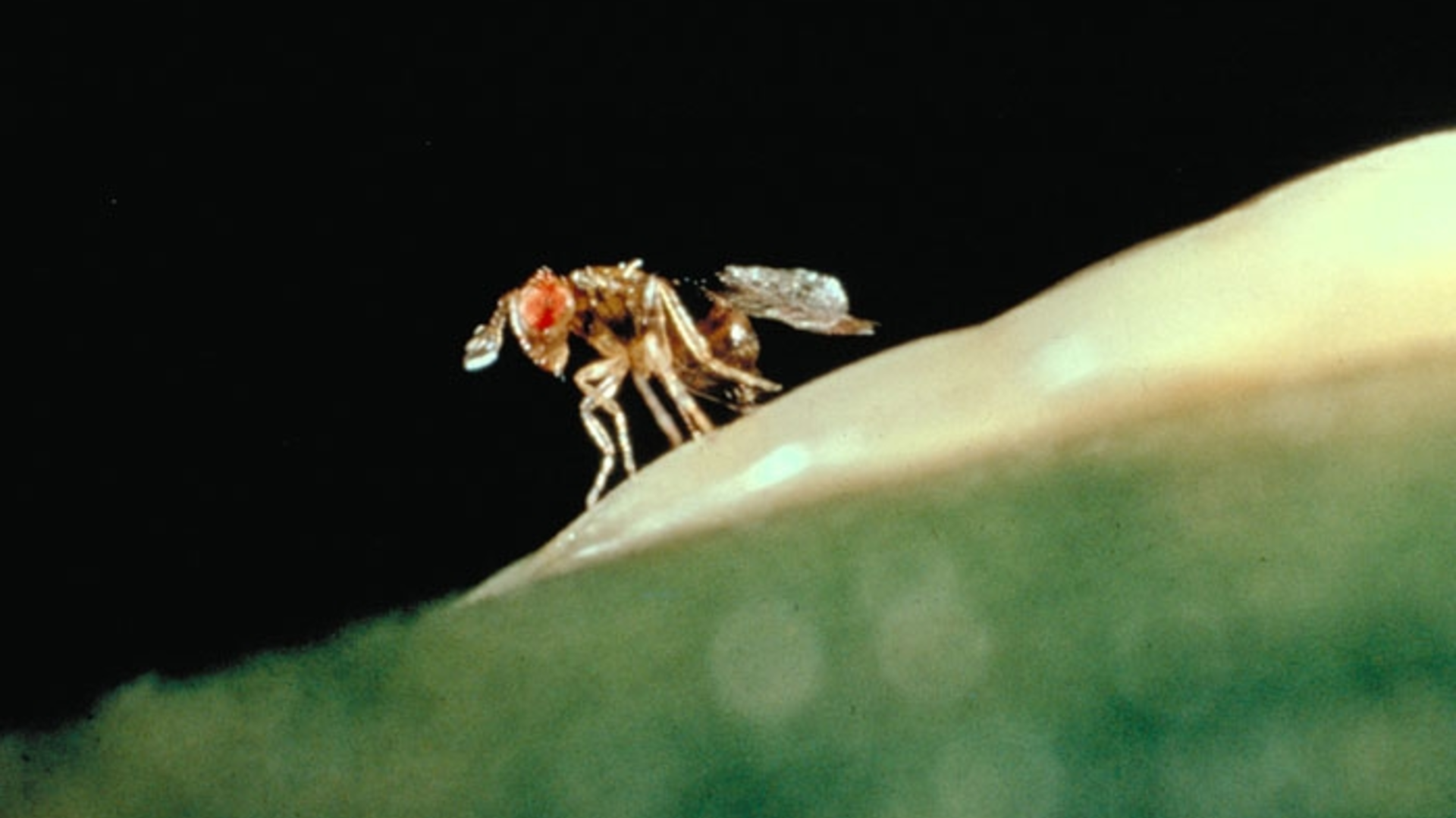 Trichogramma wasps used in biocontrol as part of a sustainable agricultural protection strategy
